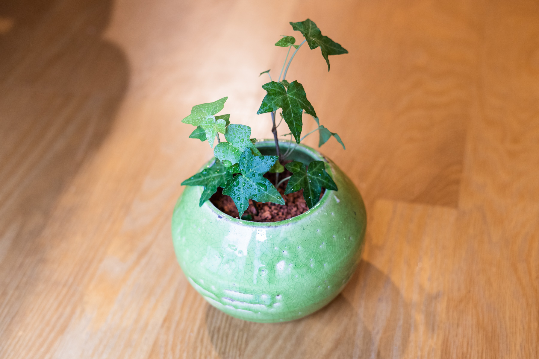 観葉植物の名前 - ポトシまたは電話 (Epipremnum aureum)